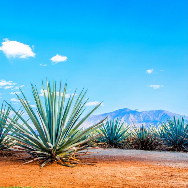 ENCUENTRO CON EL TEQUILA